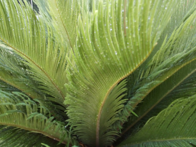 [A view of the center of the new fronds with their light green individual leaves. Some of them are still slightly curles. Theere are dew drops on all sections of the thin leaves.]